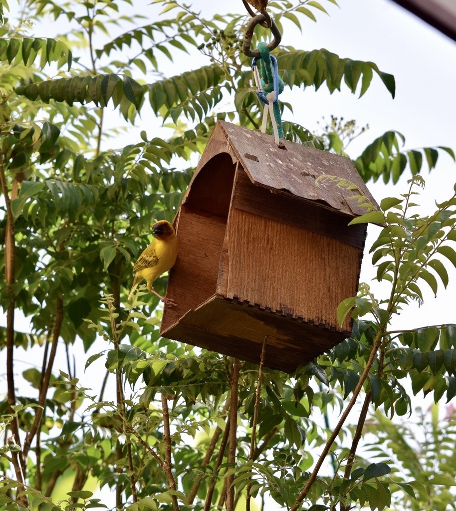 栗臉織布鳥 (Ploceus galbula)