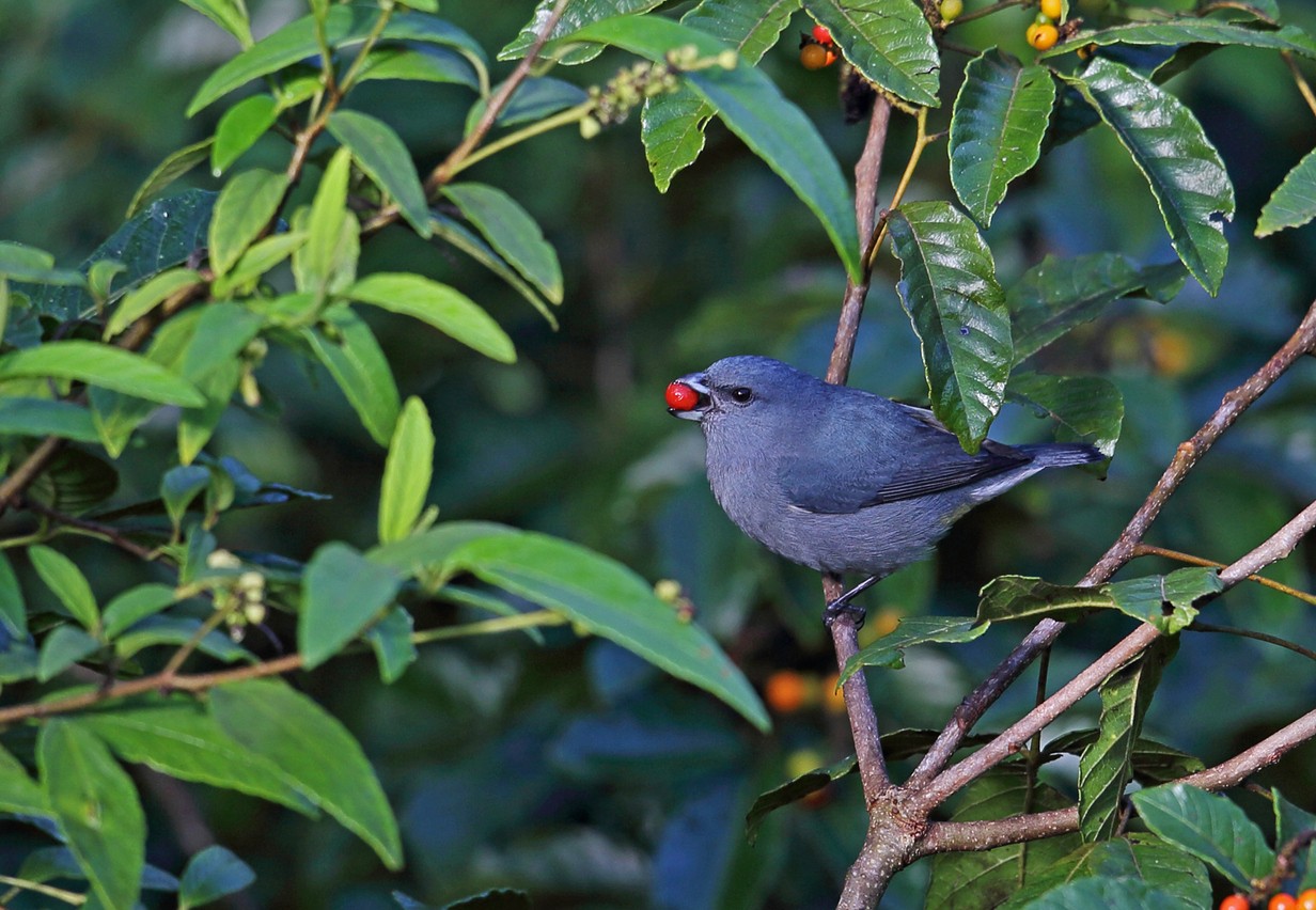 ジャマイカスミレフウキンチョウ (Euphonia jamaica)