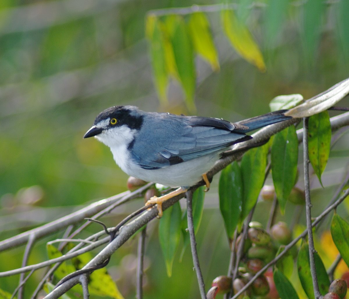 Tangara encapuchada (Nemosia pileata)