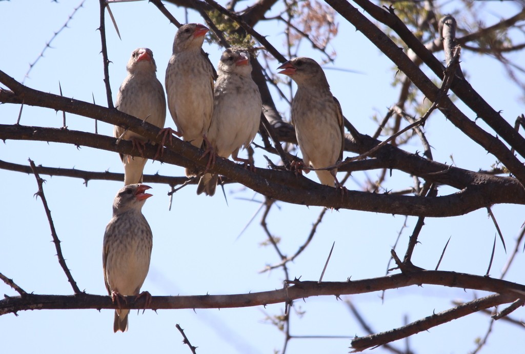 コウヨウチョウ (Quelea quelea)