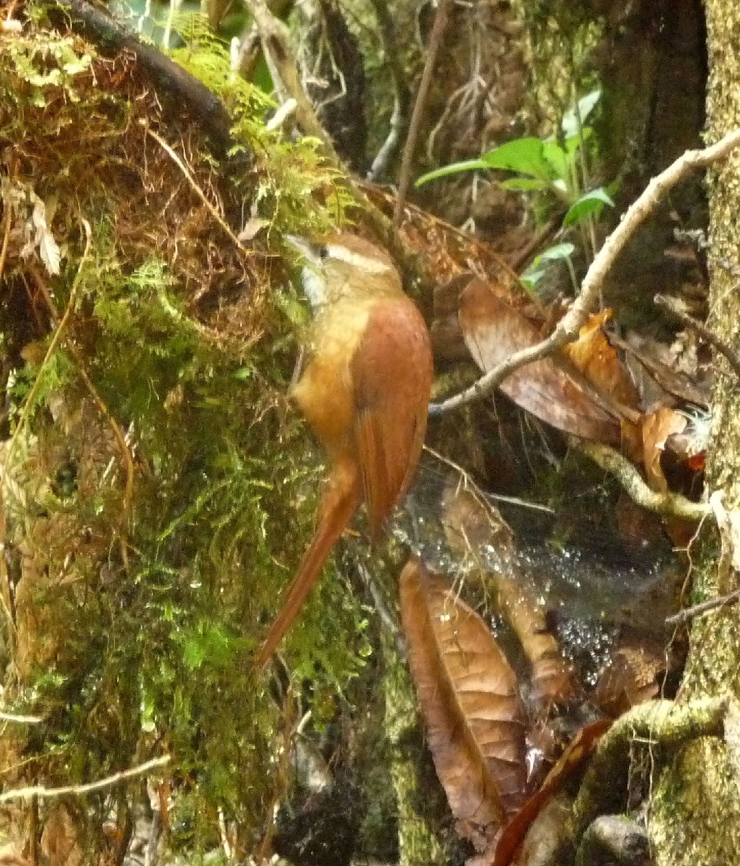 サビイロヒゲオカマドドリ (Margarornis rubiginosus)