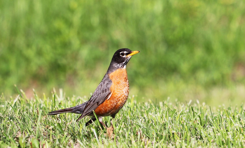 Merle d'Amérique (Turdus migratorius)