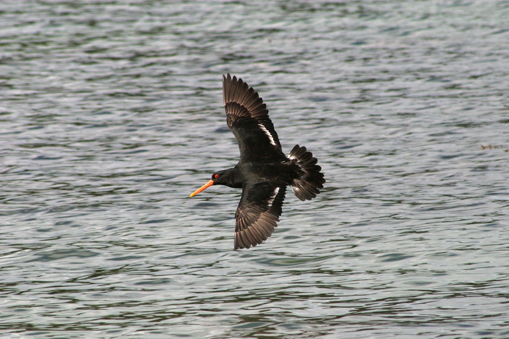 Huîtrier variable (Haematopus unicolor)