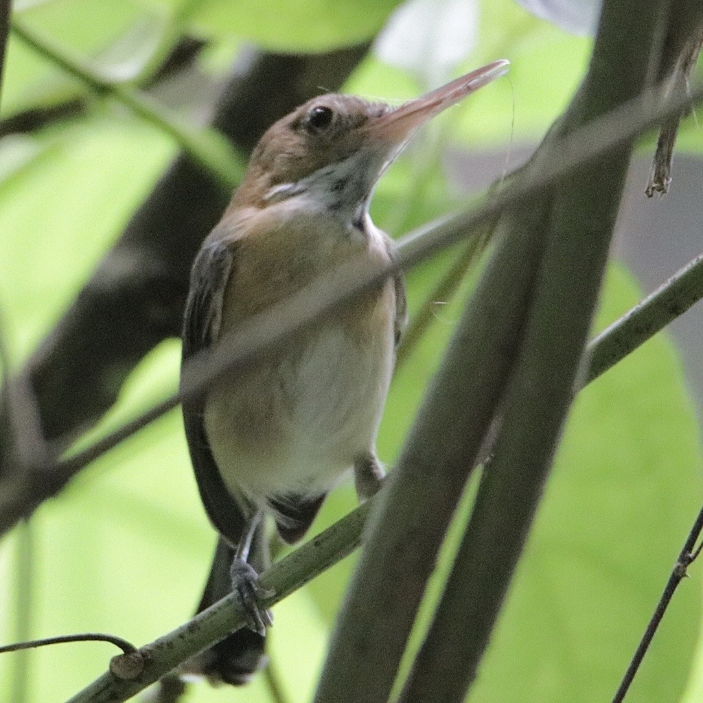 Long-billed Gnatwren (Ramphocaenus melanurus)