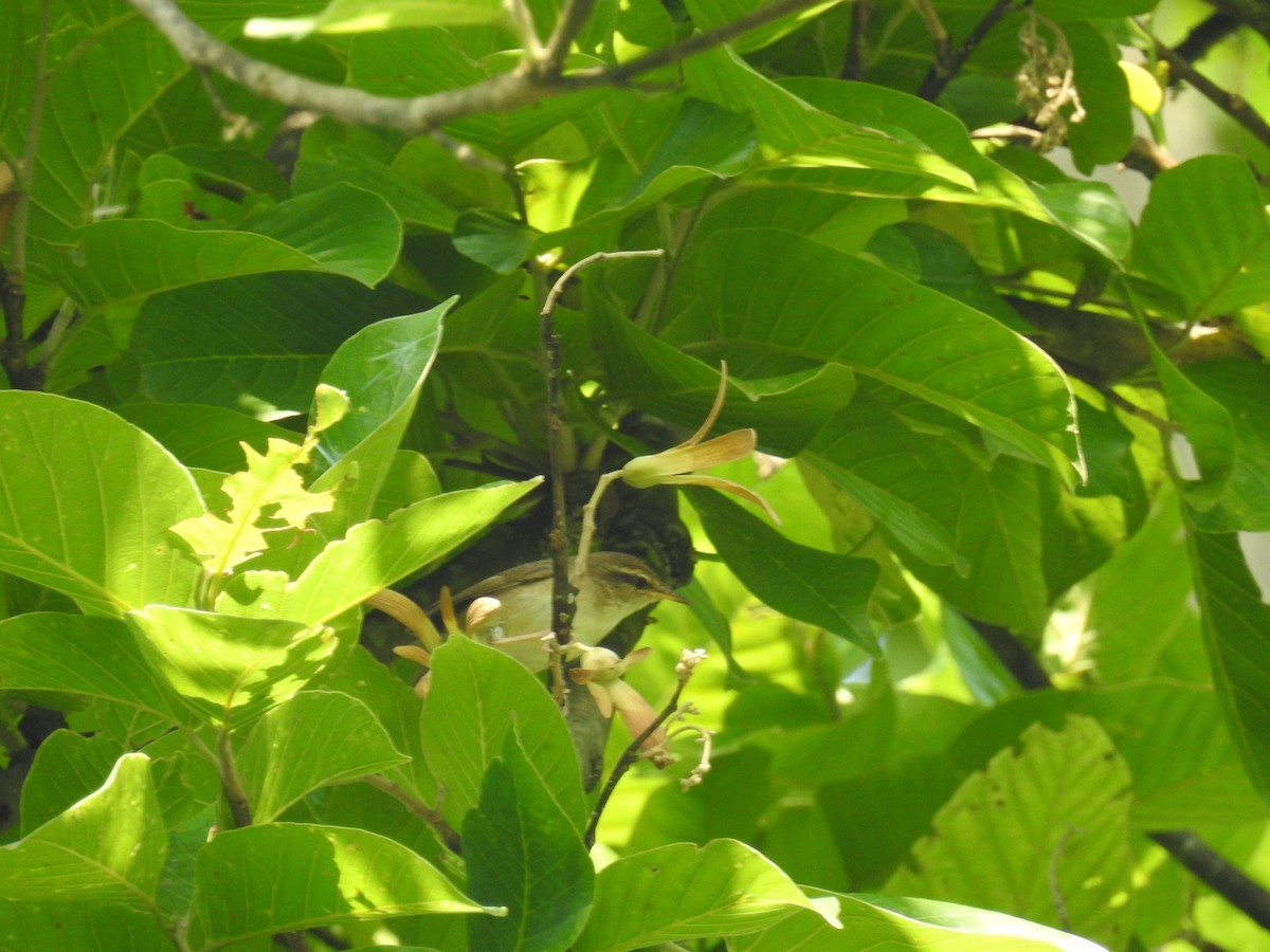 キアシヤブサメ (Urosphena pallidipes)