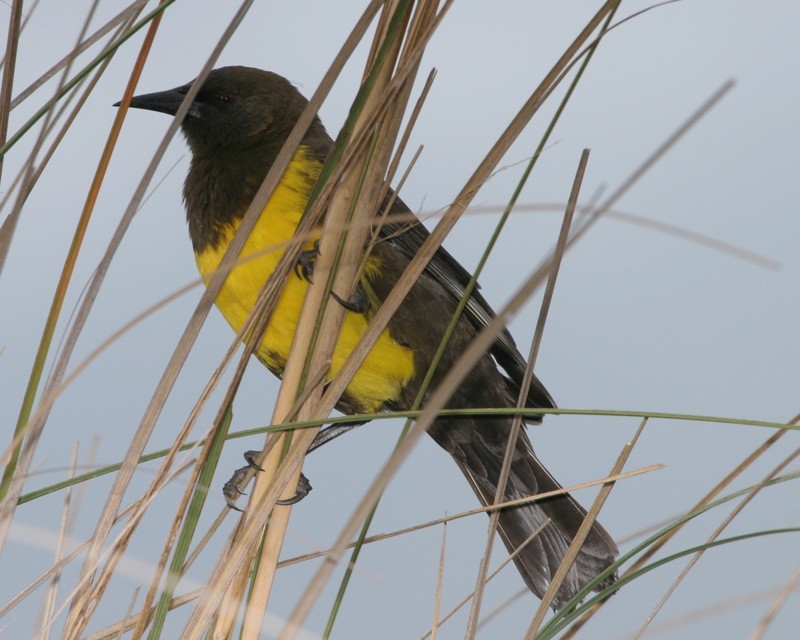Brown-and-yellow Marshbird (Pseudoleistes virescens)