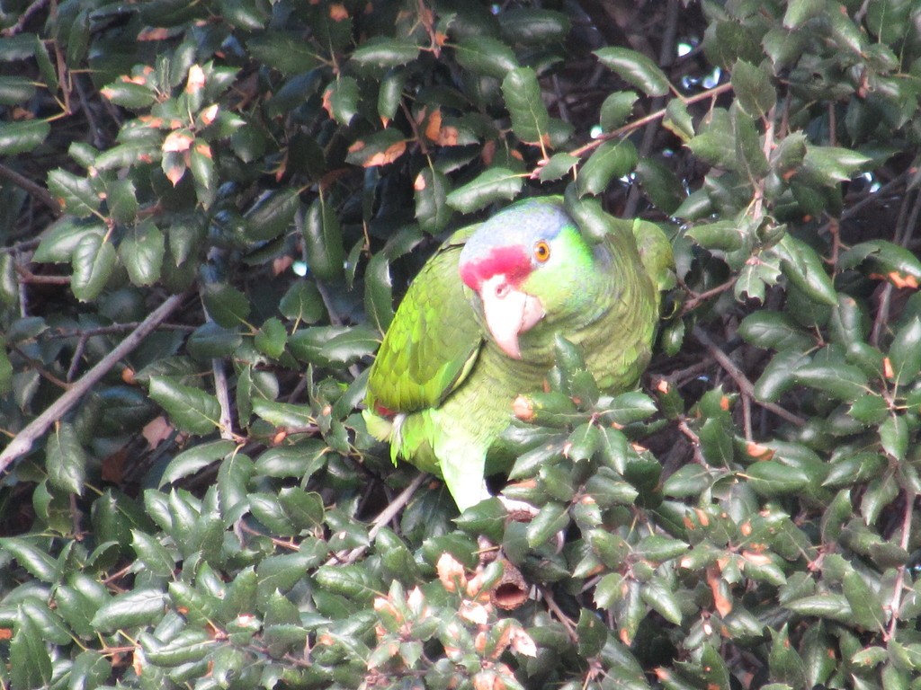 Amazon parrots (Amazona)