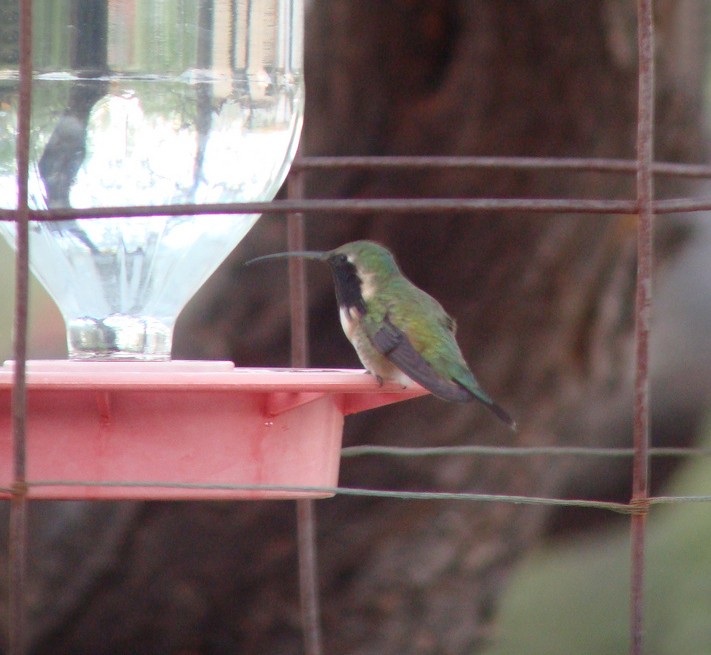 Colibríes lucifer y mixteco (Calothorax)