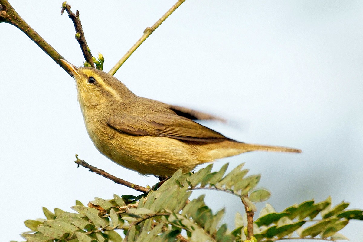 キバラムシクイ (Phylloscopus affinis)