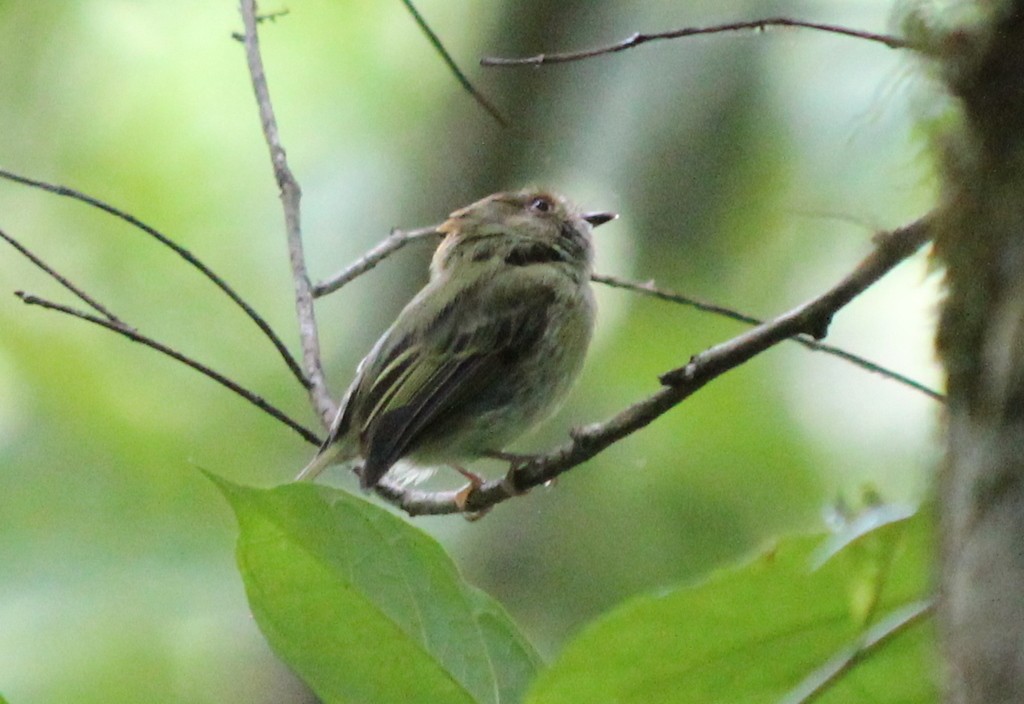 Scale-crested Pygmy-tyrant (Lophotriccus pileatus)