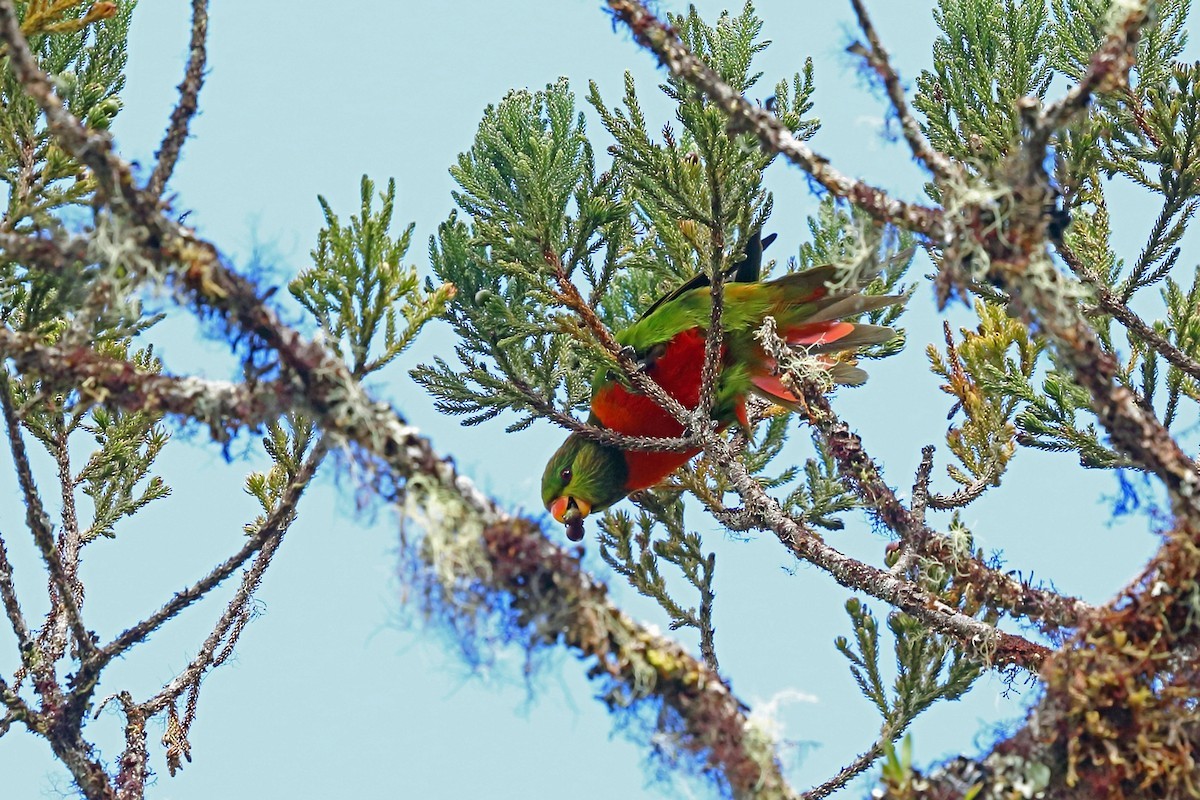 Neopsittacus (Neopsittacus)