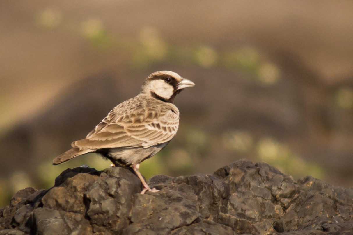 Ashy-crowned Sparrow-lark (Eremopterix griseus)