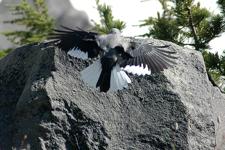 Американская кедровка (Nucifraga columbiana)