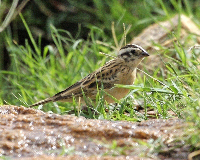 Indigobirds and whydahs (Vidua)