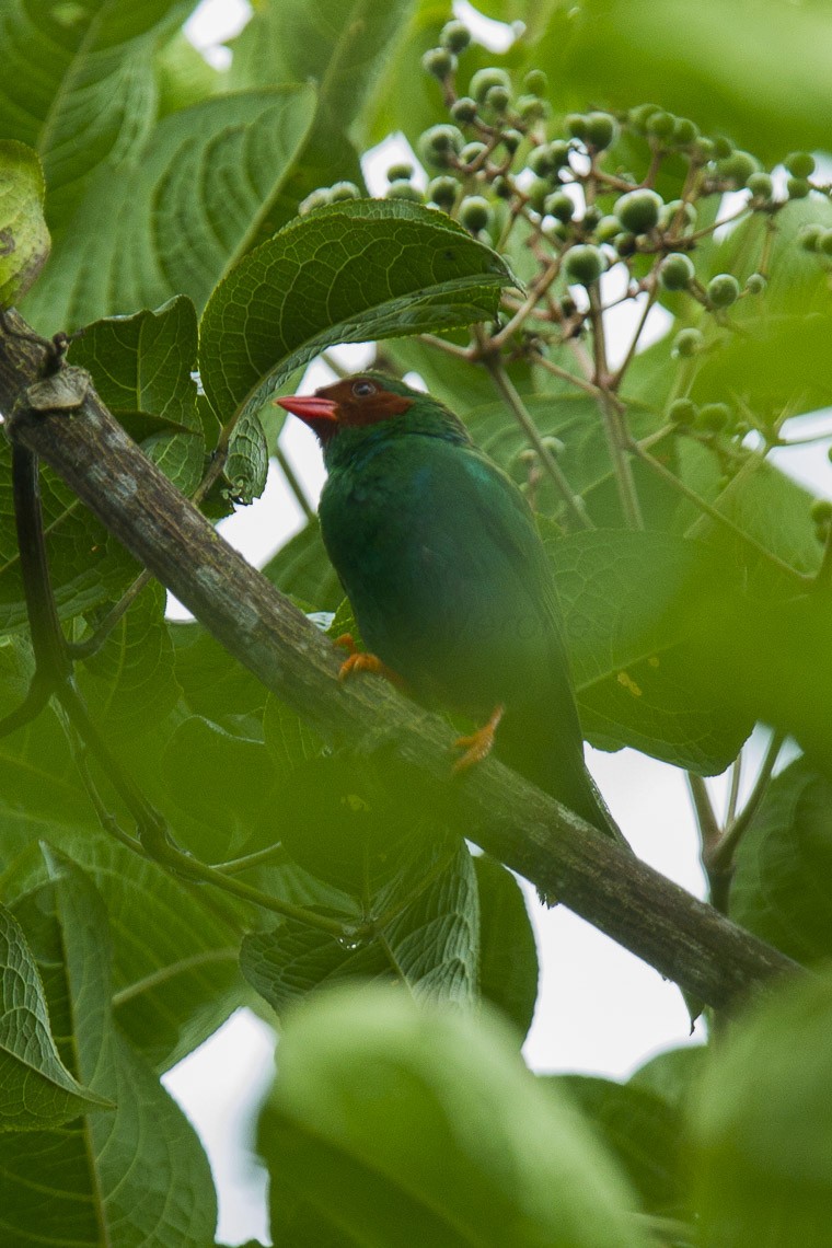 Grass-green Tanagers (Chlorornis)