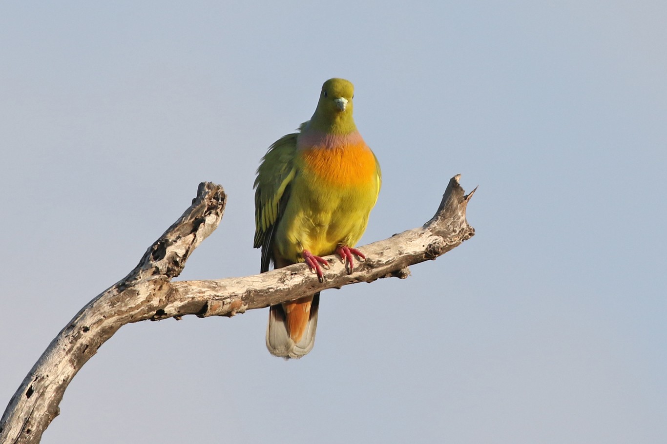 Orange-breasted Green Pigeon (Treron bicinctus)