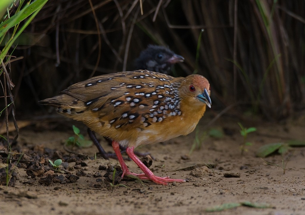 Ocellated Crake (Micropygia schomburgkii)