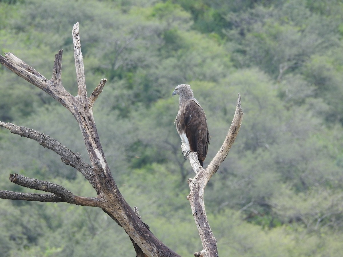 Малый рыбный орёл (Haliaeetus humilis)