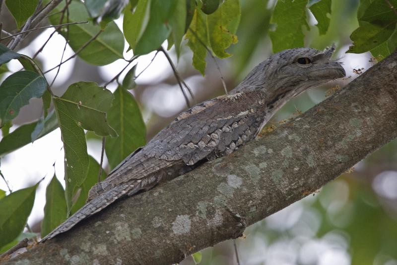 Podargo australiano (Podargus strigoides)