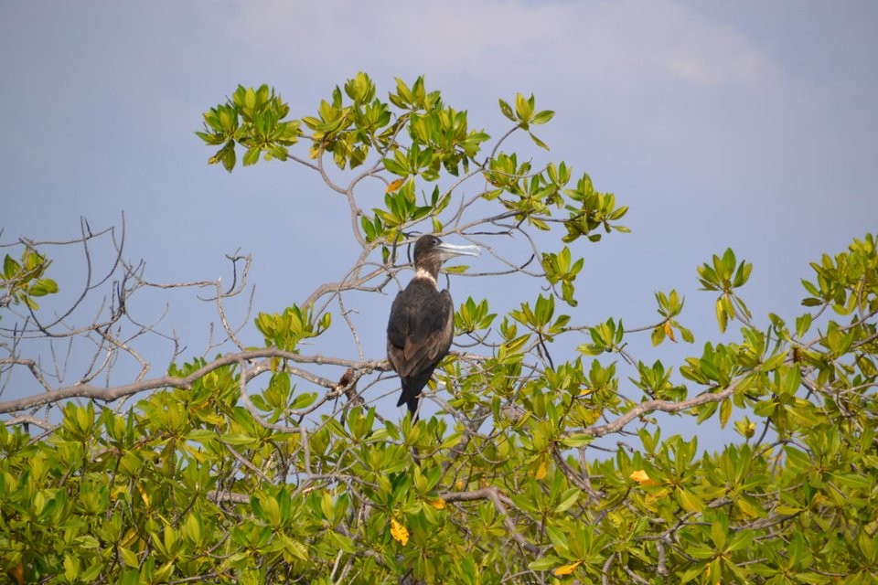 Frigatebirds (Fregata)