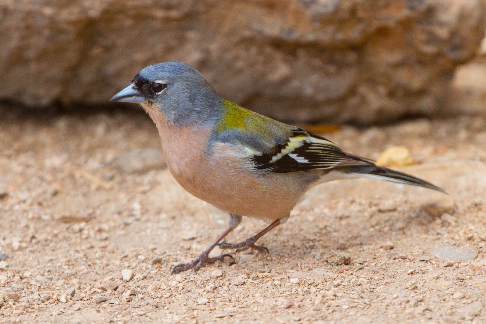 Chaffinches and Brambling (Fringilla)