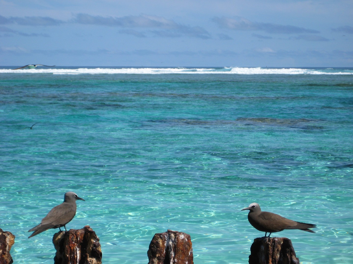 Dark and Blue-grey Noddies (Anous)