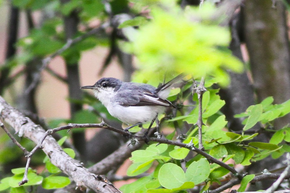 Perlita tropical (Polioptila plumbea)