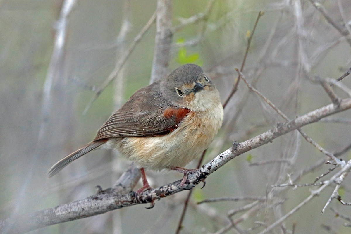 Vanga hombrorrojo (Calicalicus rufocarpalis)