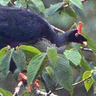 Horned Guan (Oreophasis)