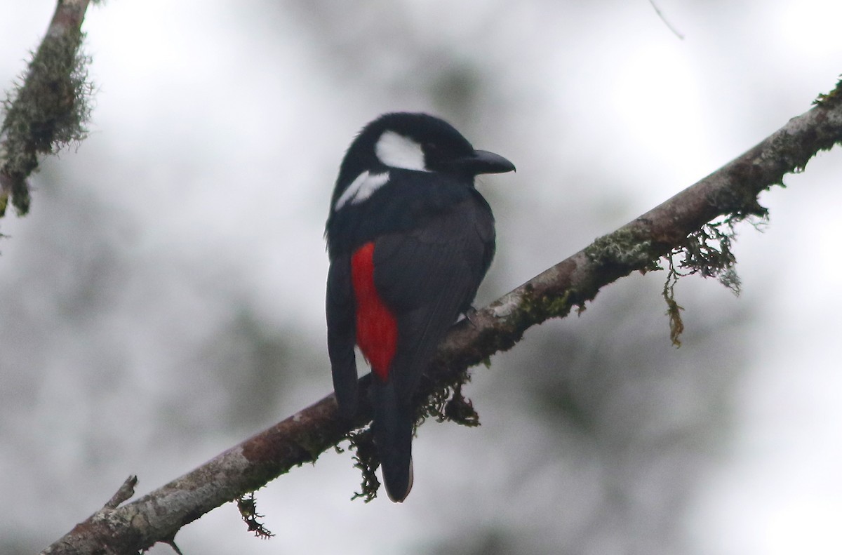 山地盾鶲 (Peltops montanus)