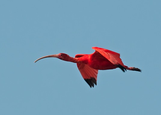 American White and Scarlet Ibises (Eudocimus)