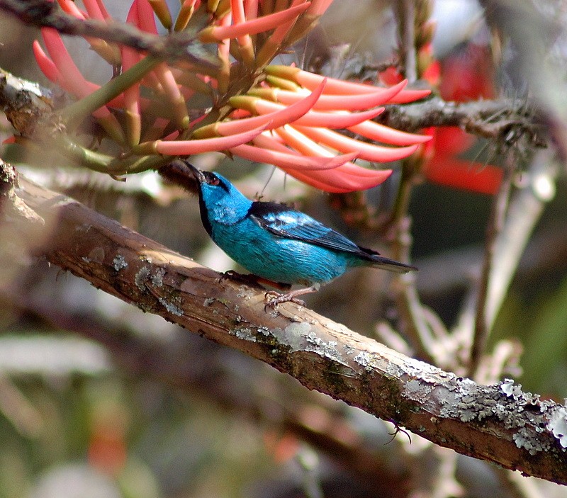 Dacnis bleu (Dacnis cayana)