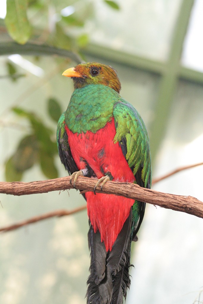 Quetzal cabecidorado (Pharomachrus auriceps)