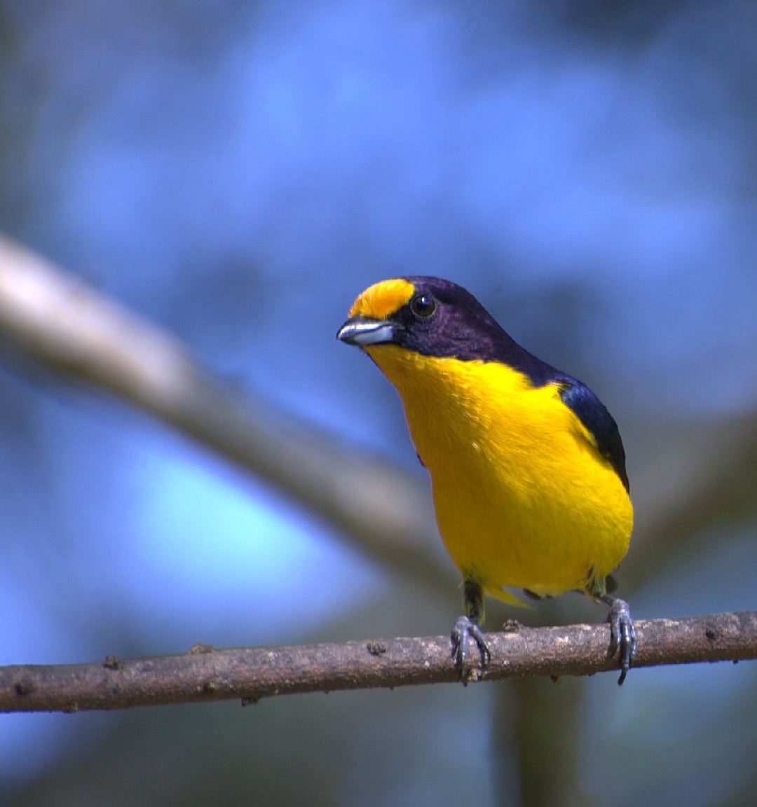 Organiste teité (Euphonia violacea)