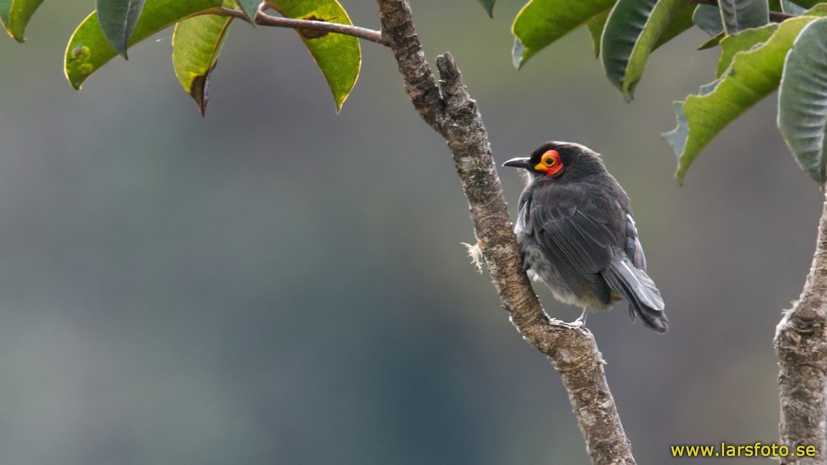 Smoky honeyeaters and allies (Melipotes)