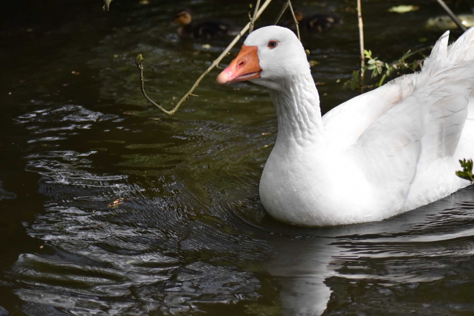 Emden Goose (Anser anser domesticus 'Emden')