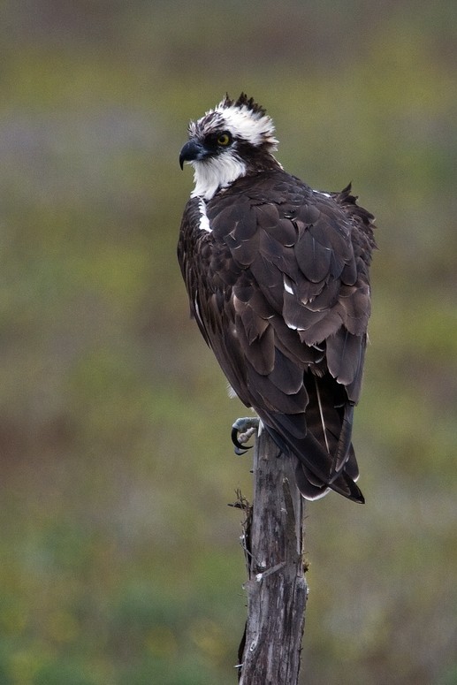 North American Osprey (Pandion haliaetus carolinensis)