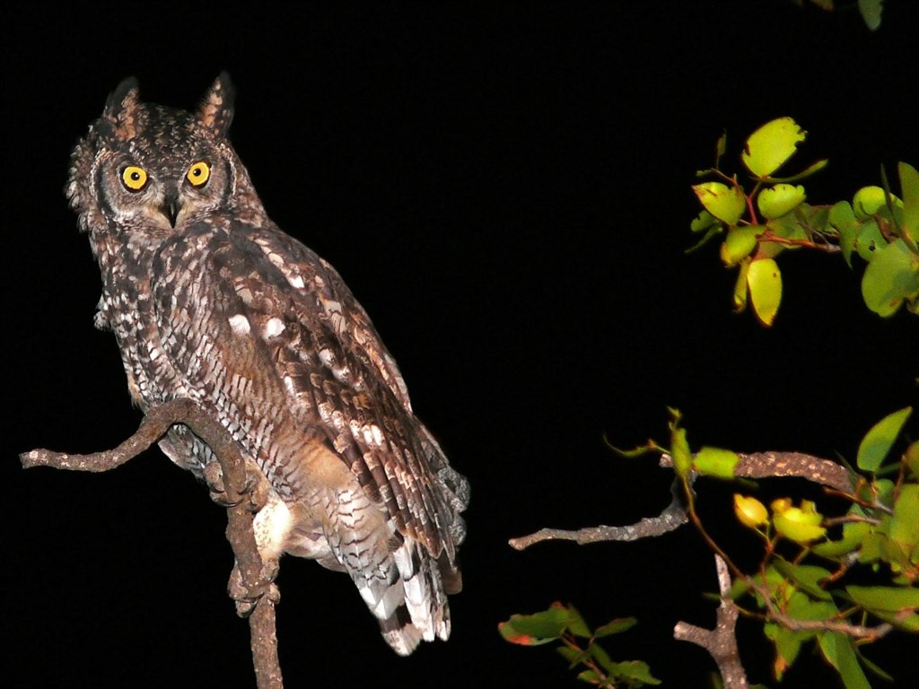 Horned Owls (Bubo)