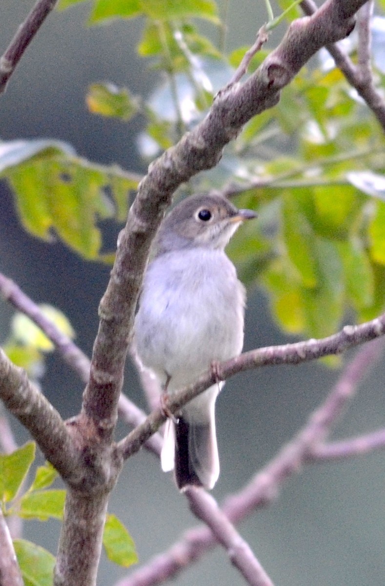 Solitario di Cuba (Myadestes elisabeth)