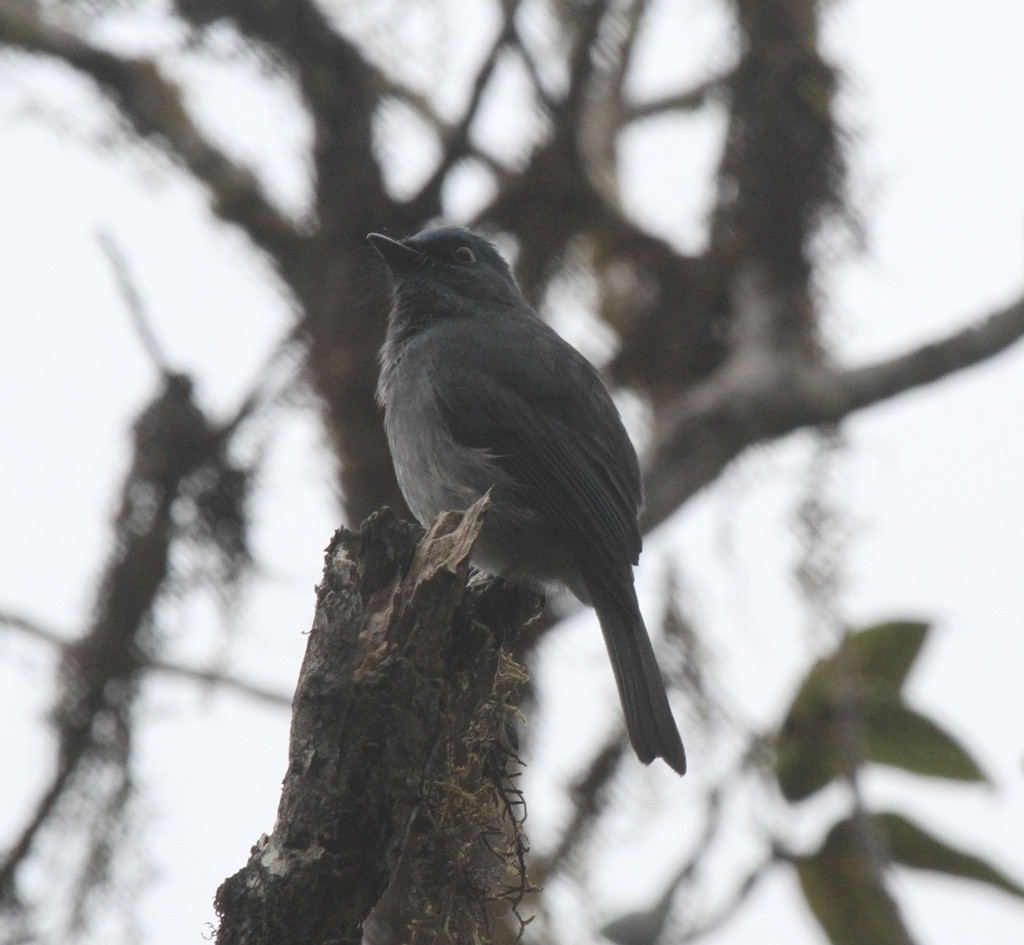 Dull-blue Flycatcher (Eumyias sordidus)