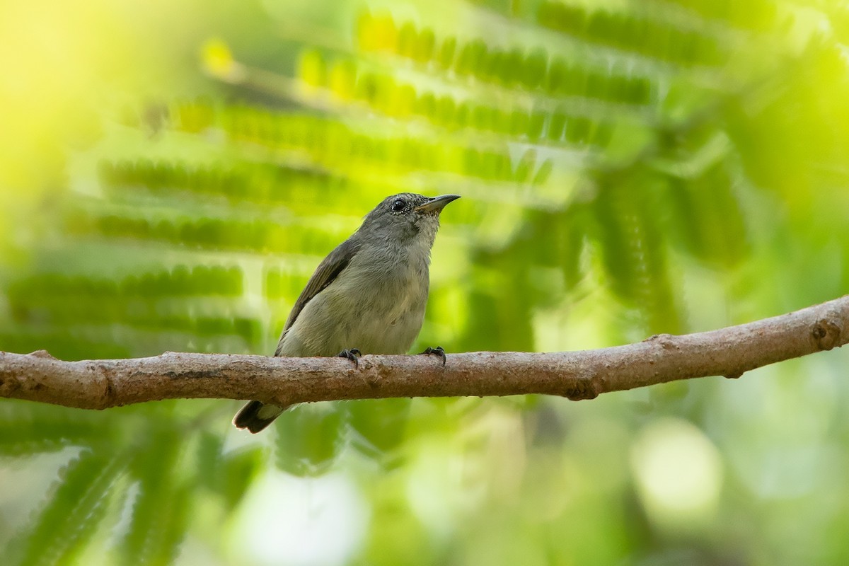 Pygmy Flowerpecker