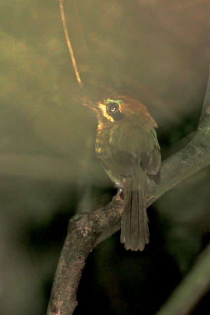 Momoto enano (Hylomanes momotula)