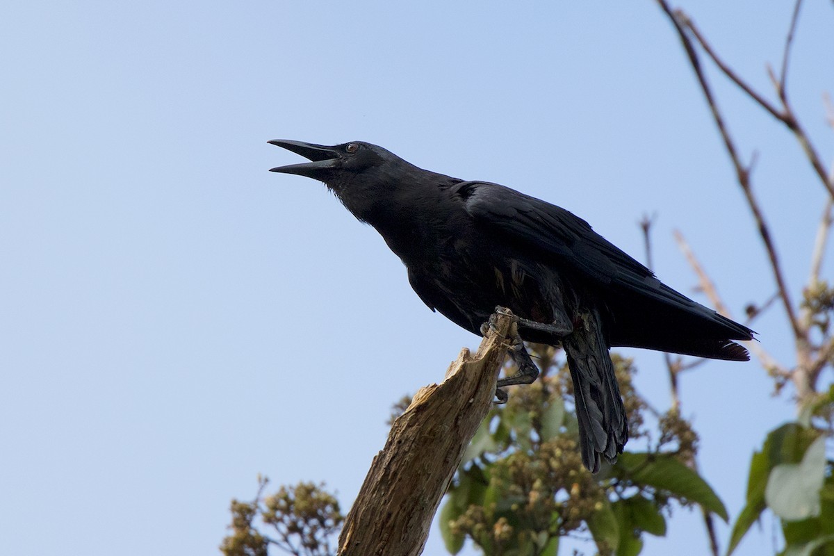 Corneille à bec fin (Corvus enca)