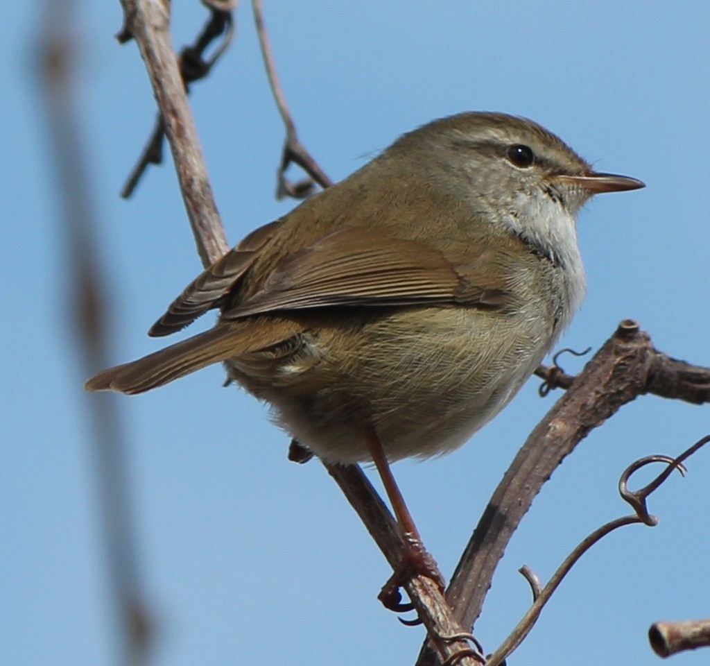 Cetia japonesa (Horornis diphone)