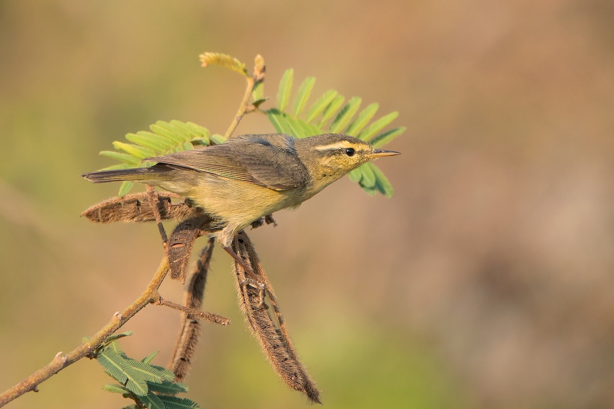 West-chinese boszanger (Phylloscopus occisinensis)
