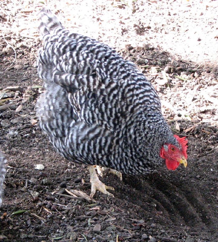 Gallus gallus domesticus 'California Gray' (Gallus gallus domesticus 'California Gray')