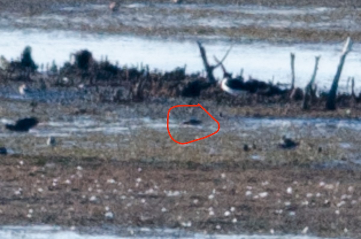 송곳부리도요 (Calidris falcinellus)