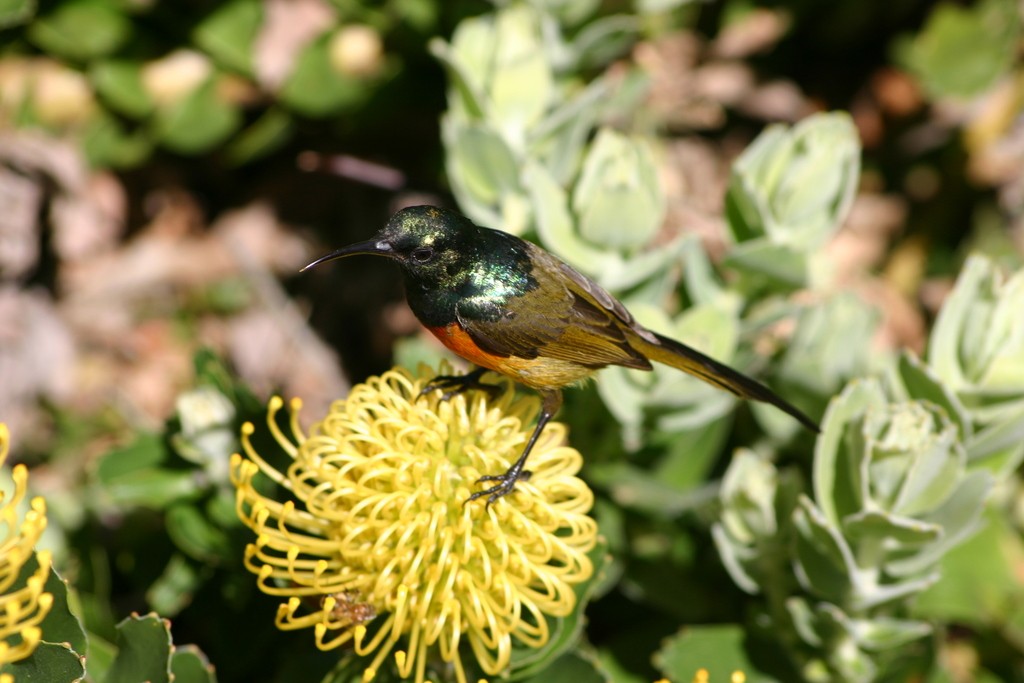 オナガゴシキタイヨウチョウ (Anthobaphes violacea)