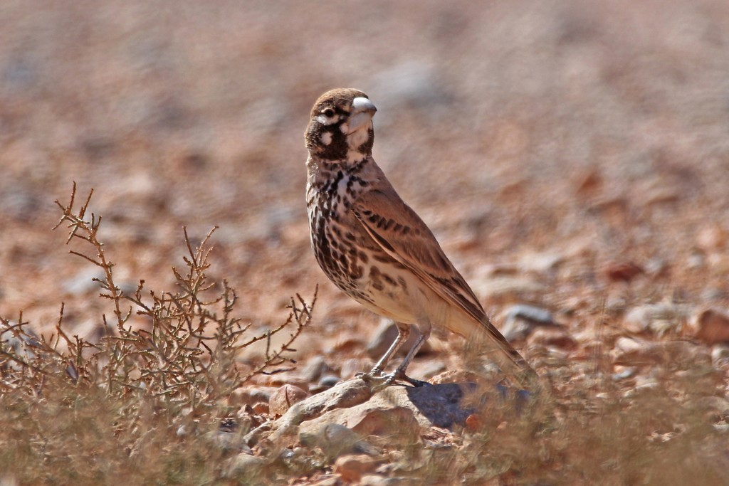 Thick-billed Lark (Ramphocoris clotbey)