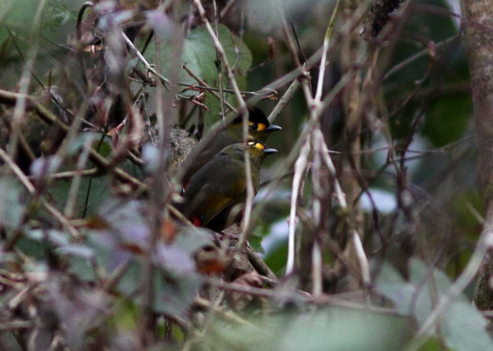 Bugun Liocichla (Liocichla bugunorum)